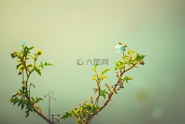 綠色,植物,葉