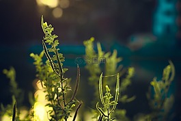 綠色,植物,葉