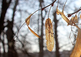 樹,性質(zhì),葉