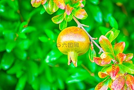 格拉納達,水果,性質