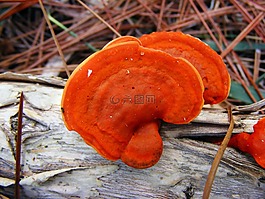 紅朱砂,成闊葉樹,橙色