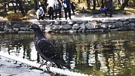 鳥,池,韓國(guó)