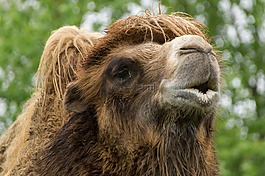 駱駝,動物園,動物