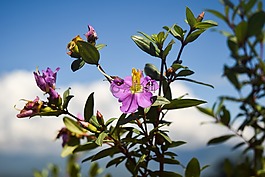 花,紫罗兰色,自然
