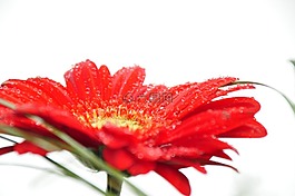 花,紅色,露珠