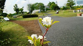 植物,花,公園