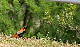 鸟,动物,webervogel
