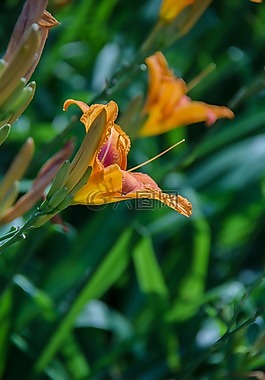 莉莉,橙色,鮮花