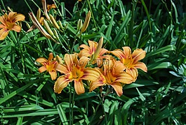 莉莉,橙色,鮮花