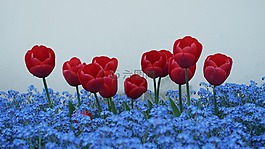 郁金香,不要忘了我,鮮花