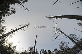 木,死,天空