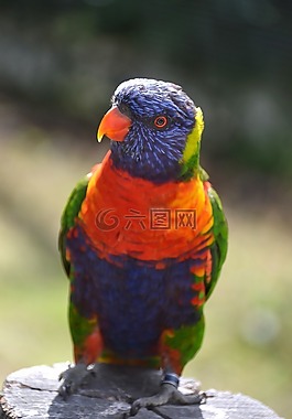 鳥,豐富多彩,滑稽