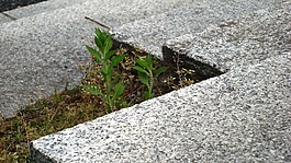 樓梯,自然,花崗巖