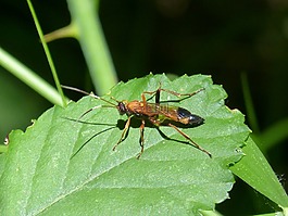 黃蜂,priocnemis,葉