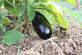 葉,自然,食品