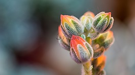 芽,紅色,性質(zhì)