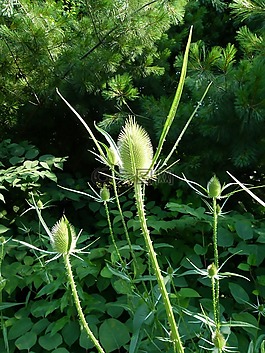 teasel,teazel,teazle
