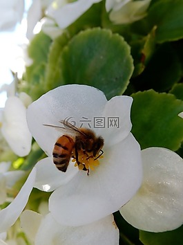 蜜蜂,花,白