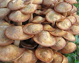 蘑菇,fungii,森林