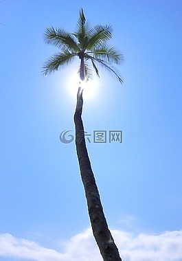 棕櫚,熱帶,對著光