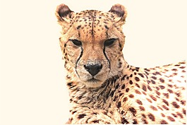 獵豹,動物,性質(zhì)