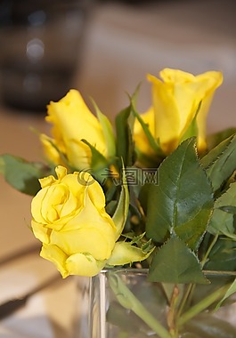 黃玫瑰,鮮花,開(kāi)花