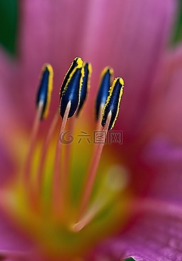 百合,花,開花