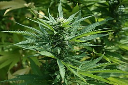 大麻,植物,绿色