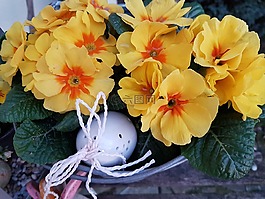 春天,报春花,厂