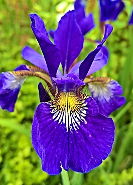 虹膜,鳶尾花,早