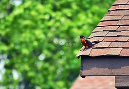 鳥,休息,屋頂