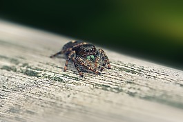 小蜘蛛,特寫,小