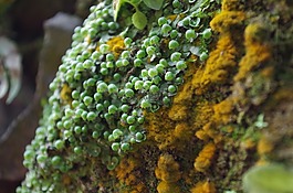 自然,植物,青苔