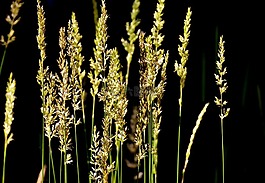 草,夏季,性質