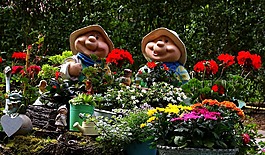花園,鮮花,夏季