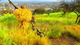 黃色,性質(zhì),花粉