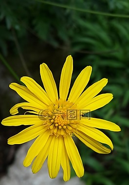 花,黃,黃色