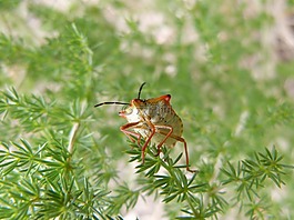 bug,甲殼蟲,詳細