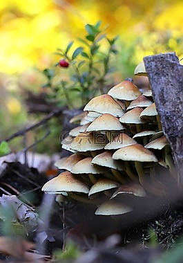 蘑菇,性質(zhì),秋季