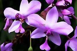 蘭花,花卉,鮮花