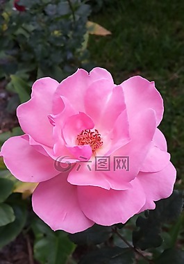 羅莎,花,花園
