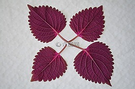 葉,natur,自然