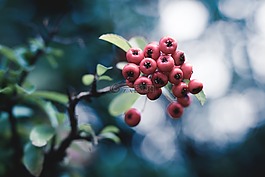 漿果,廠,秋季