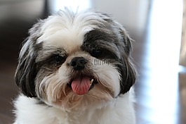 狗,西施,白