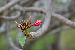 芽,花,粉紅色
