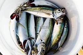 魚,市場,海灘