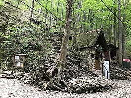 森林,山寨,巫婆