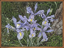 花,畫(huà),鳶尾花