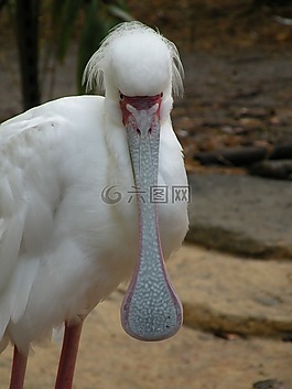 琵鷺,鳥,野生動物