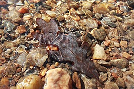 棕色,秋,水
